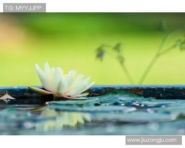 甘淡然之境：在繁华喧嚣中寻觅内心的宁静与真实